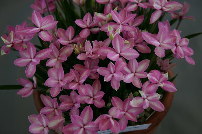 Rhodohypoxis 'Candy Stripe' 