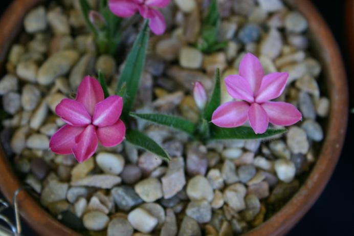 Rhodohypoxis 'Candy Stripe' 