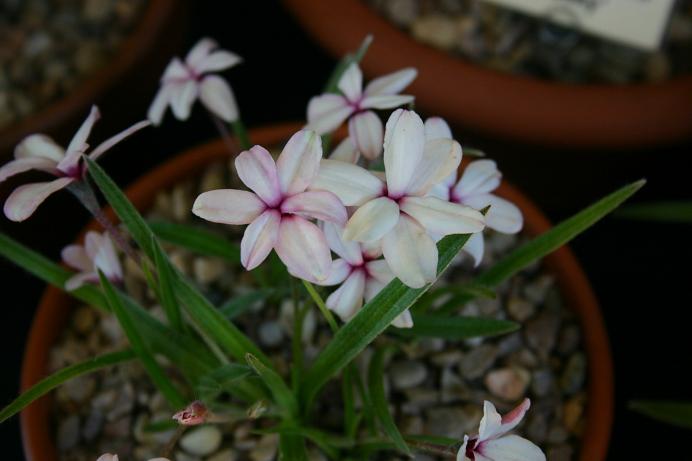 Rhodohypoxis 'Coconut Ice' 