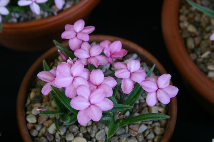 Rhodohypoxis 'Dawn' 