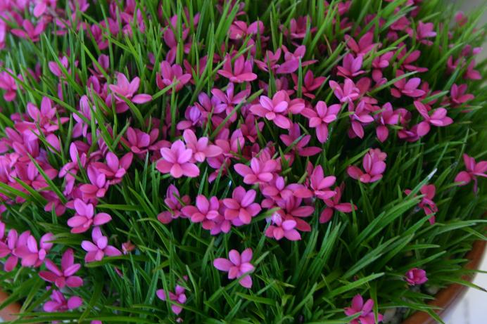 Rhodohypoxis deflexa 