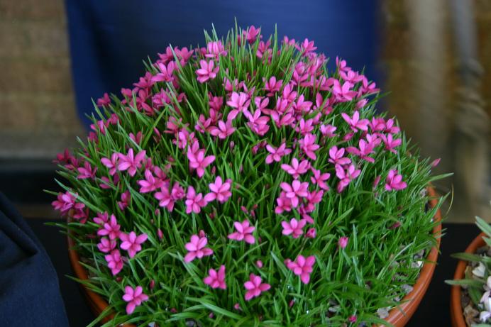 Rhodohypoxis deflexa 