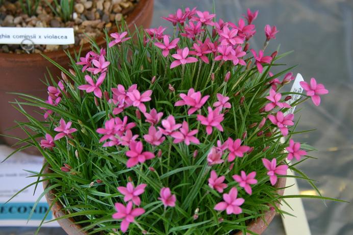 Rhodohypoxis deflexa 