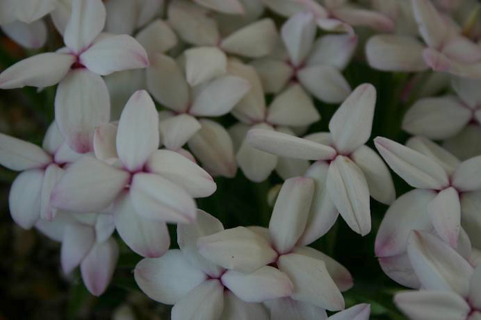 Rhodohypoxis 'Dulcie' 