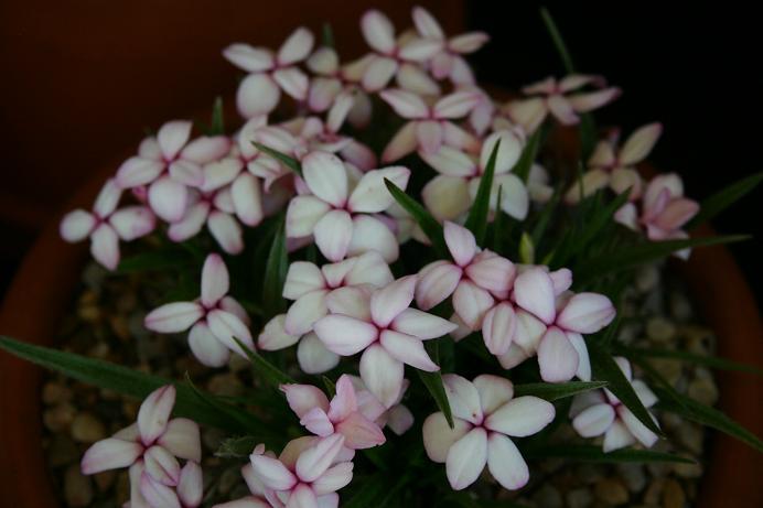 Rhodohypoxis 'Dusky' 