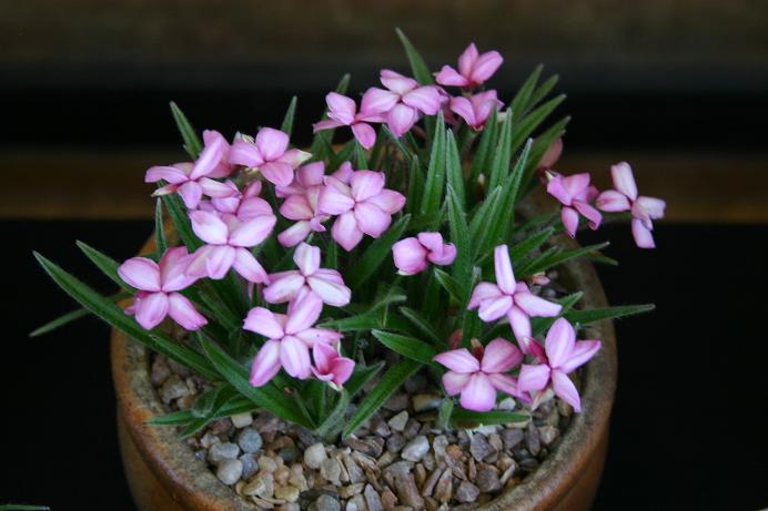 Rhodohypoxis 'E.A.Bowles' 