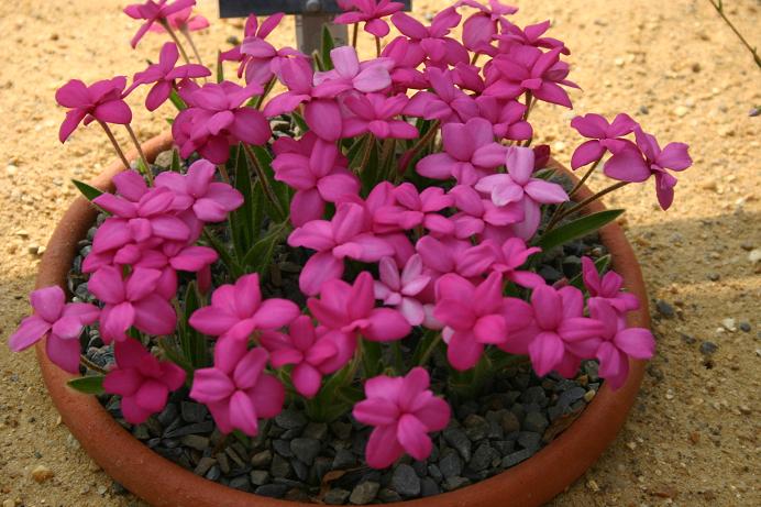 Rhodohypoxis 'Eva Kate' 