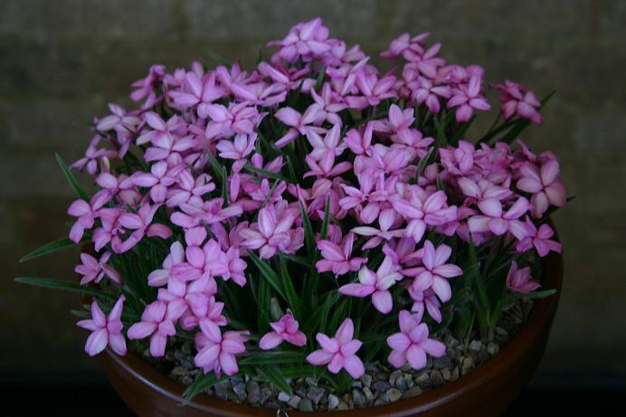 Rhodohypoxis 'Fred Broome' 