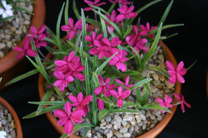 Rhodohypoxis 'Garnet' 