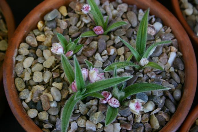 Rhodohypoxis 'Goya' 