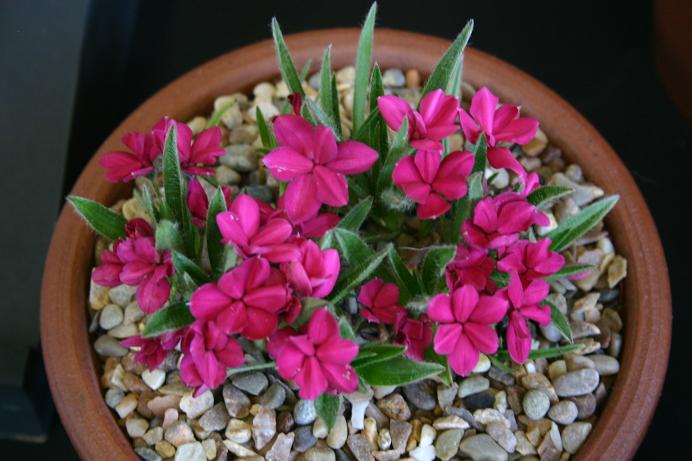 Rhodohypoxis 'Great Scott' 