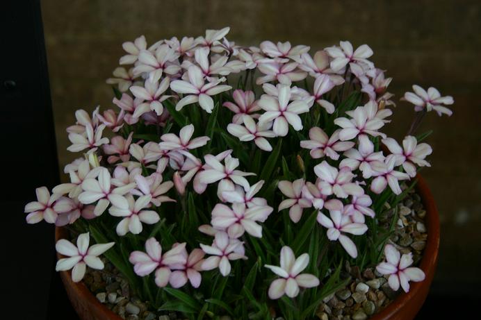 Rhodohypoxis 'Harlequin' 