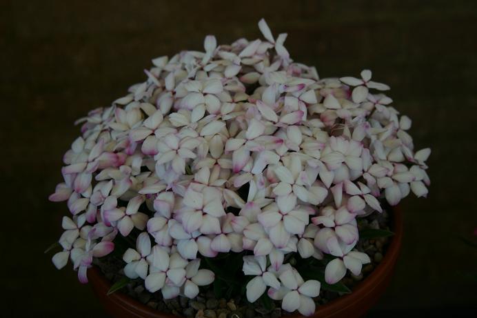 Rhodohypoxis 'Helen' 