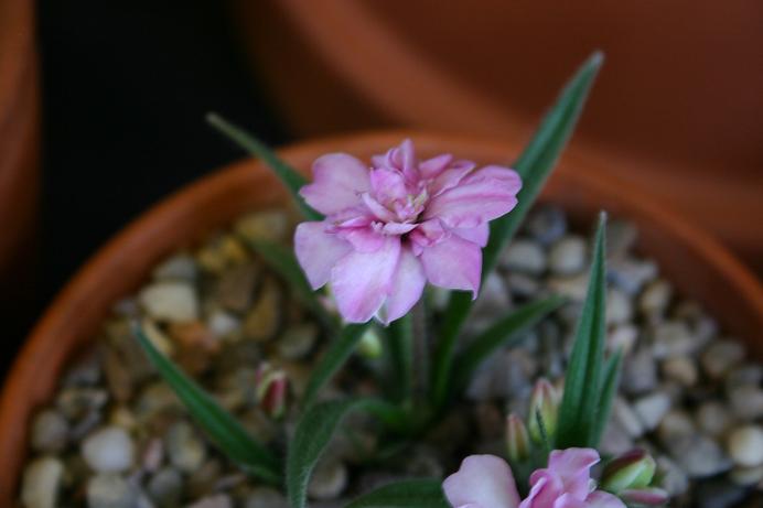 Rhodohypoxis 'Holden Rose' 