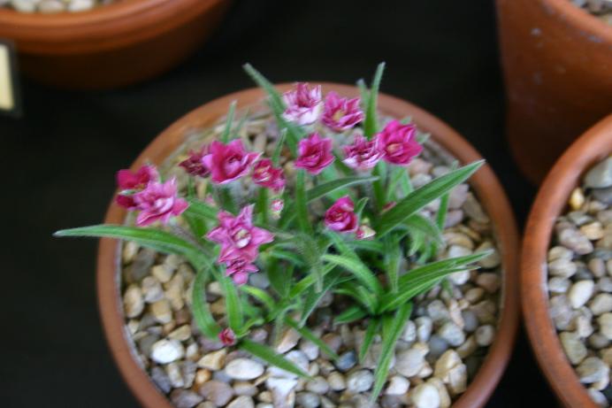 Rhodohypoxis 'Kiwi Joy' 