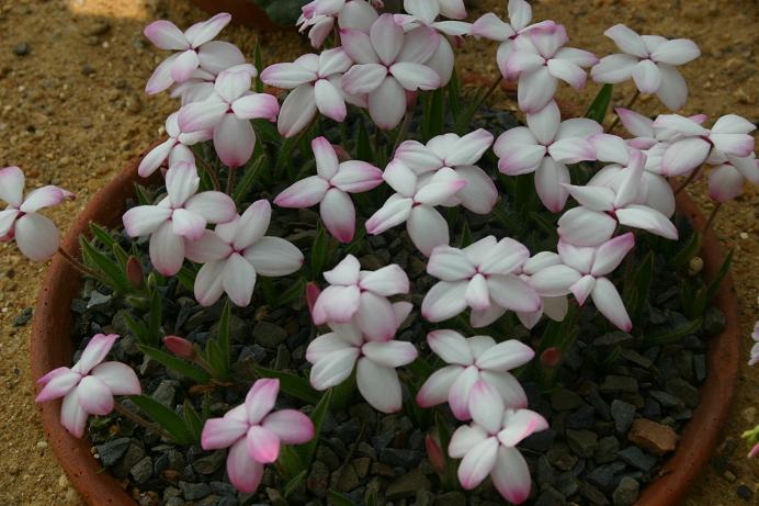 Rhodohypoxis 'KK2' 