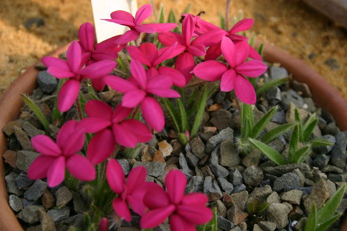 Rhodohypoxis 'Knockdolian Red' 