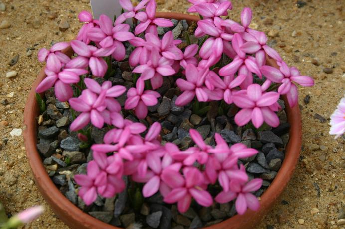 Rhodohypoxis 'Komadori' 