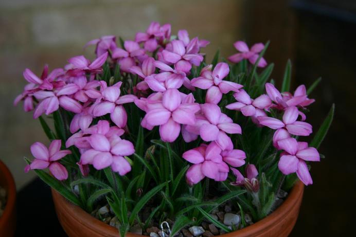 Rhodohypoxis 'Margaret Rose' 