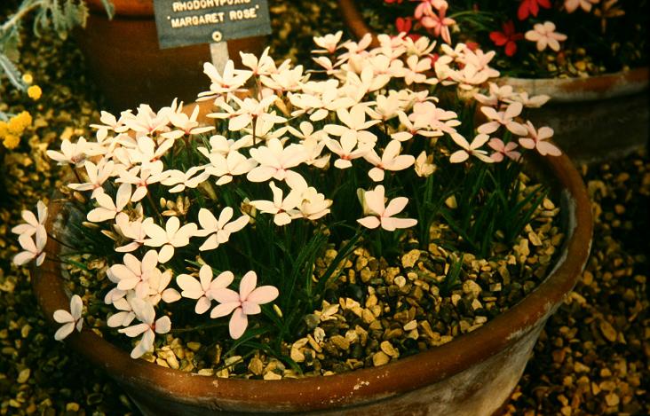 Rhodohypoxis 'Margaret Rose' 