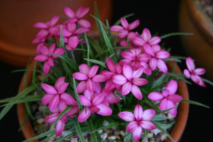 Rhodohypoxis 'Mars' 