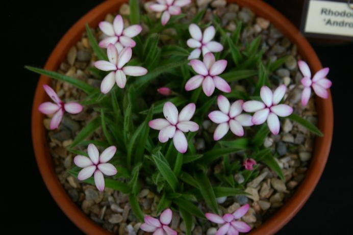 Rhodohypoxis 'Midori' 