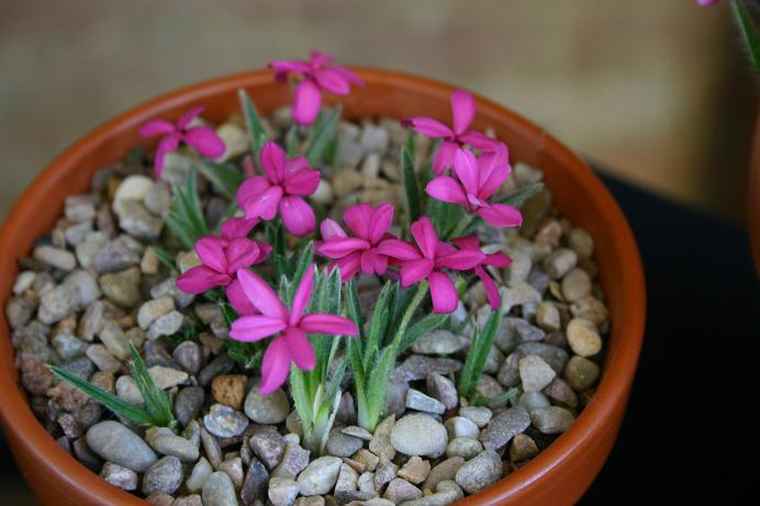 Rhodohypoxis 'Monty' 