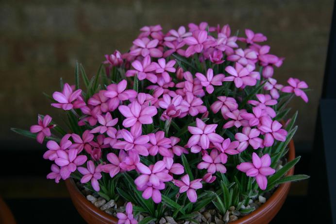 Rhodohypoxis 'New Look' 