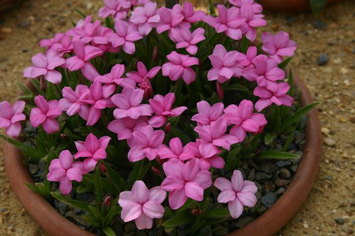 Rhodohypoxis 'Pearl' 