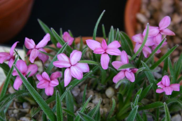 Rhodohypoxis 'Perle' 