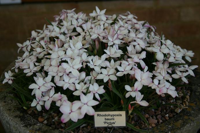 Rhodohypoxis 'Picta' 