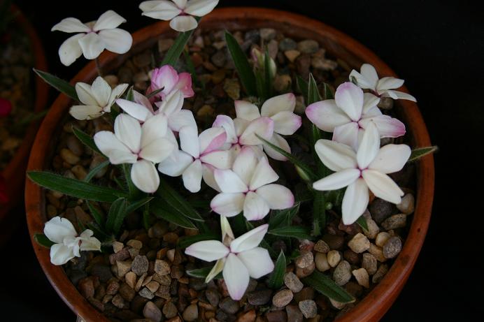 Rhodohypoxis 'Picta' 