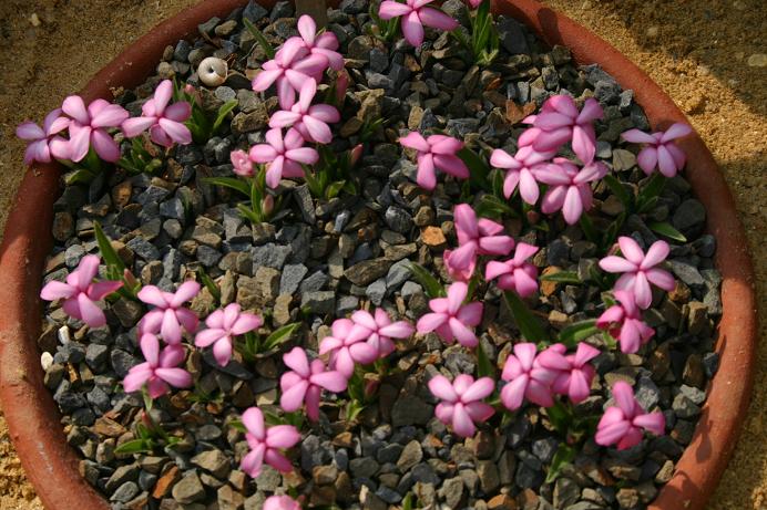 Rhodohypoxis 'Pinkeen' 