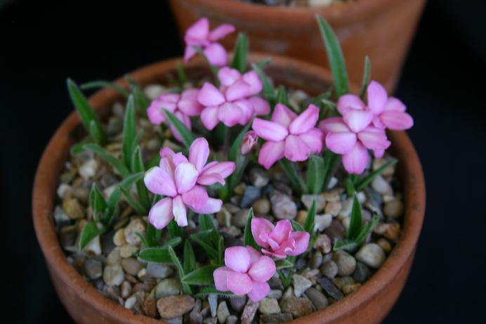 Rhodohypoxis 'Pink Pearl' 