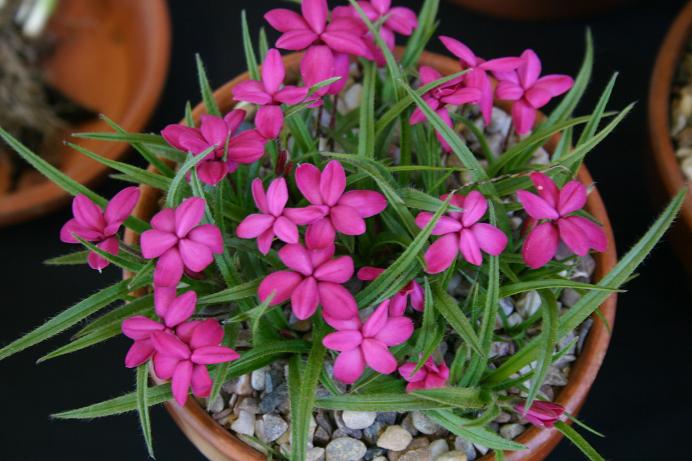 Rhodohypois 'Rosie Lee' 