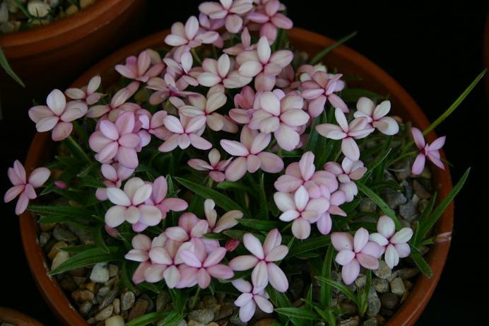 Rhodohypoxis 'Ruth' 