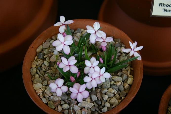 Rhodohypoxis 'Shell Pink' 