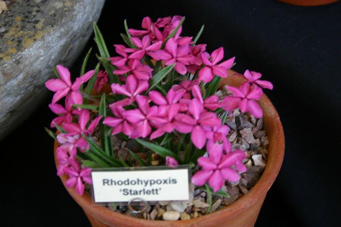 Rhodohypoxis 'Starlett' 