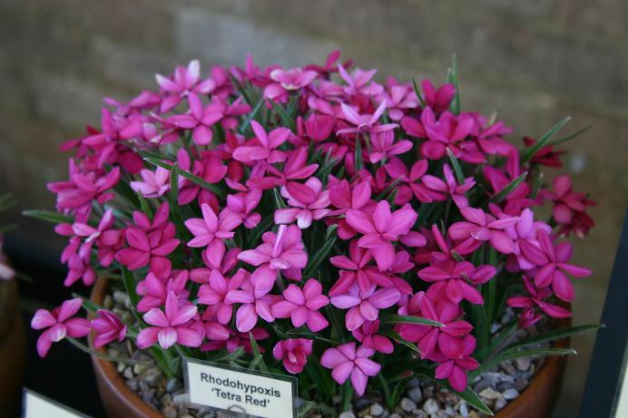 Rhodohypoxis 'Tetra Red' 