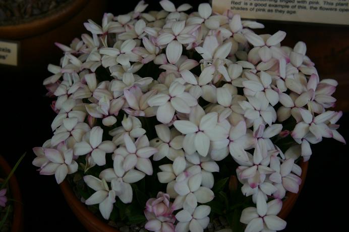 Rhodohypoxis 'Tetra White' 