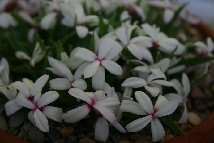 Rhodohypoxis thodiana 