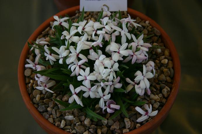 Rhodohypoxis thodiana 