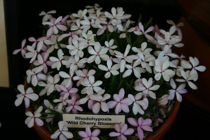 Rhodohypoxis 'Wild Cherry Blossom' 