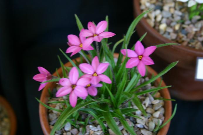 x Rhodoxis 'Hebron Farm Cerise' 