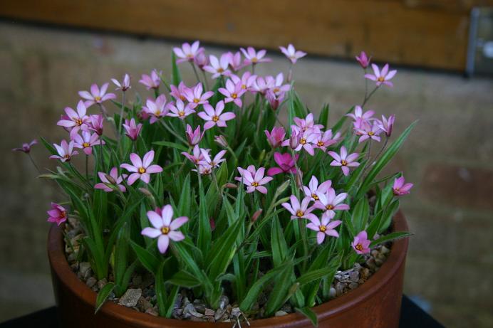 x Rhodoxis 'Hebron Farm Pink' 