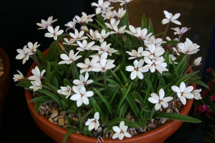 x Rhodoxis 'Hebron Farm Red Eye' 