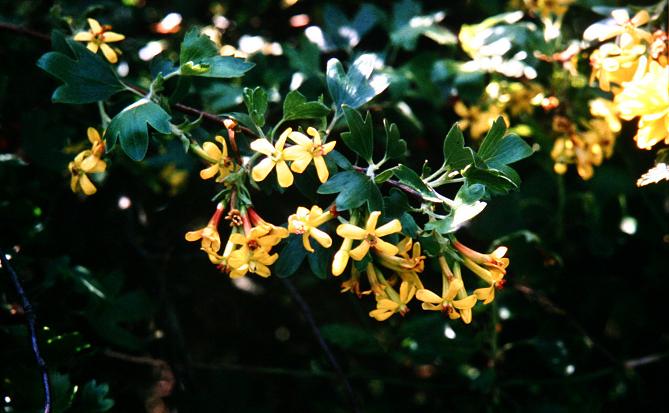 Ribes odoratum 