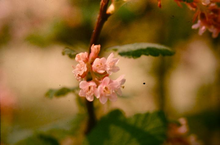 Ribes sanguineum 'Albescens' 