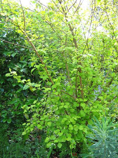 Ribes sanguineum 'Brocklebankii' 