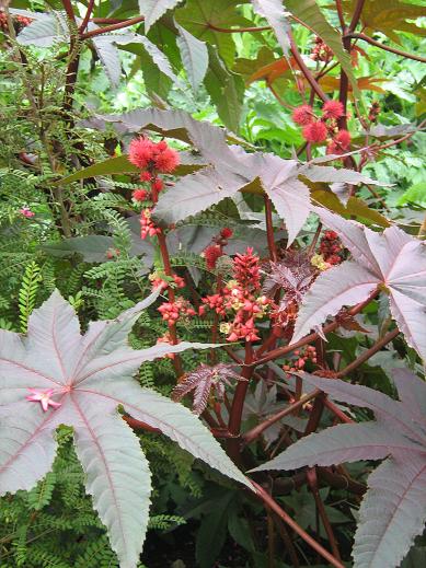 Riccinus communis 'Carmencita Pink' 